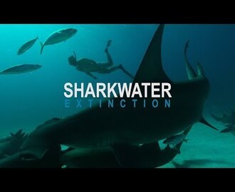 'Sharkwater: Extinction' to be released in fall 2018