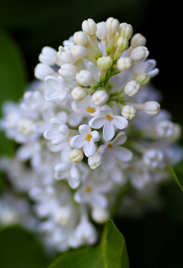 Blomställning (64/365) med vit syren