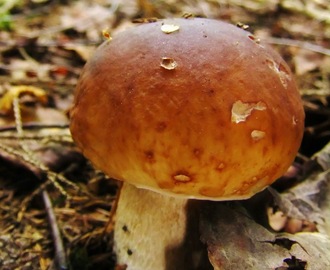 Rapport från svampskogen: Rekommendation och prognos