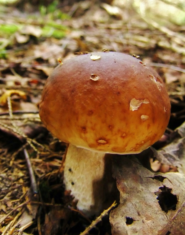 Rapport från svampskogen: Rekommendation och prognos
