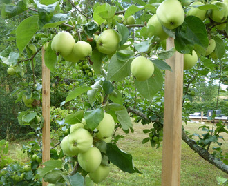 Äppelmarmelad med smak av karamell