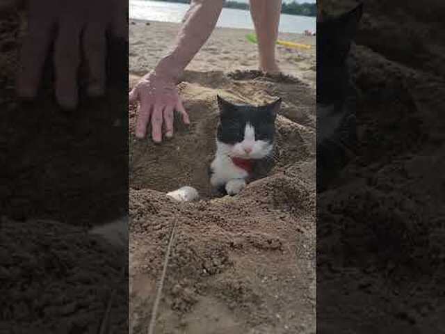 Barry the Cat Gets Buried at the Beach || ViralHog