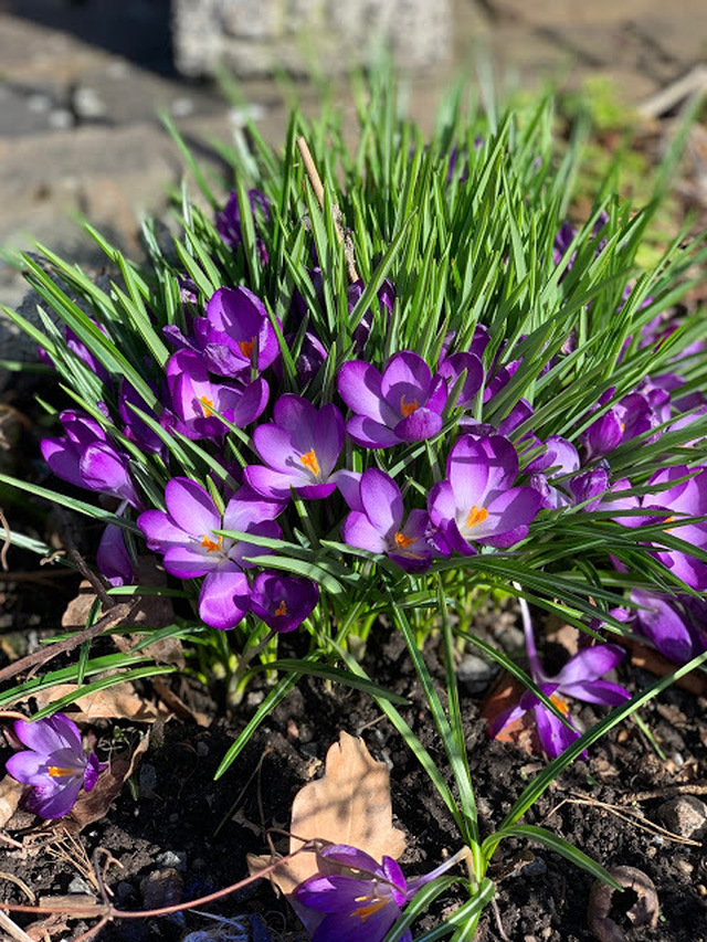 Våren har kommit till min trädgård