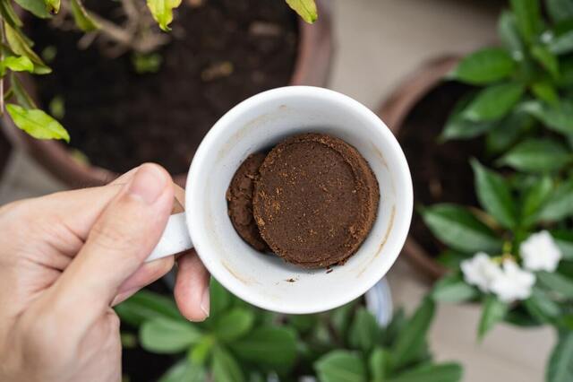 Kaffesump – mirakelmedel för din trädgård!