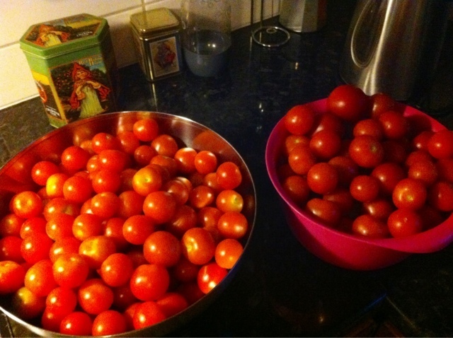 Tomat-skörd