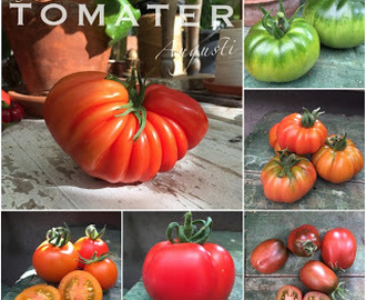 Då var det bestämt - Tomatsorter 2019