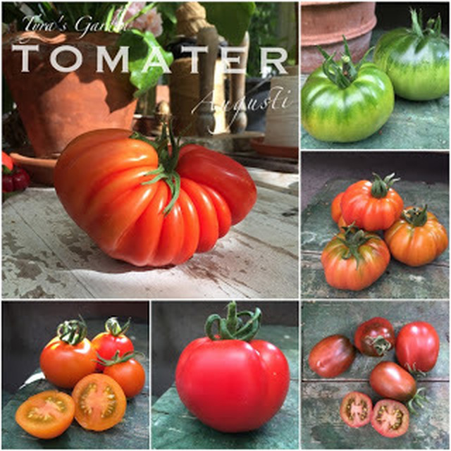 Då var det bestämt - Tomatsorter 2019