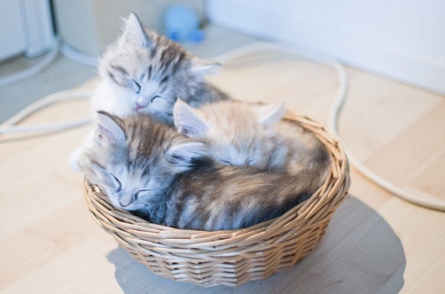 Hur många katter får plats i en liten korg?