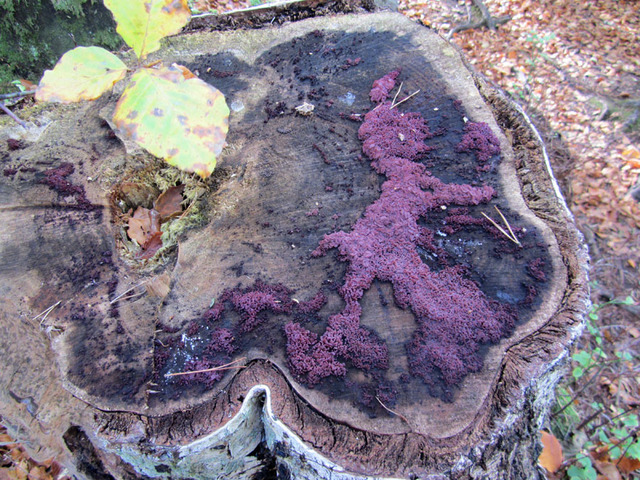 Violett geléskål - Ascocoryne sarcoides