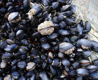 Clam chowder (musselsoppa)