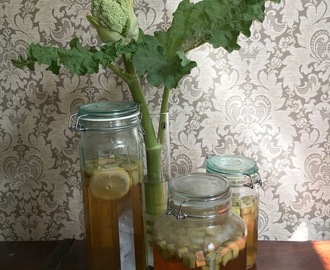 Rabarberkombucha