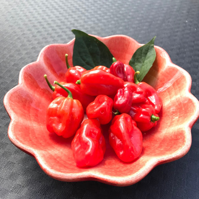 Habanero chilisås med tomat