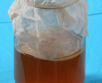 Kombucha