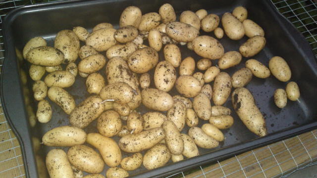 Vår alldeles egna första potatisskörd =)