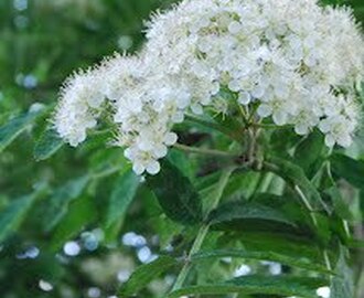 Fläderblomschampagne -  ett recept från min odlargranne Anja