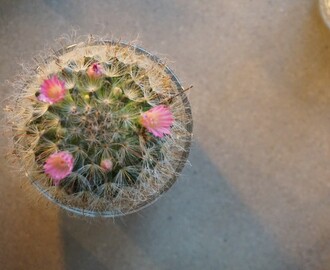 CACTUS AND PINK FLOWERS
