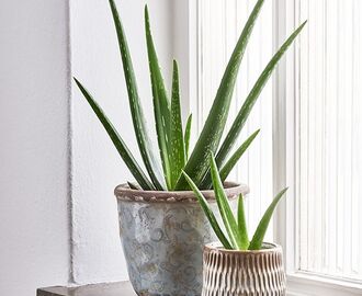 Aloe vera