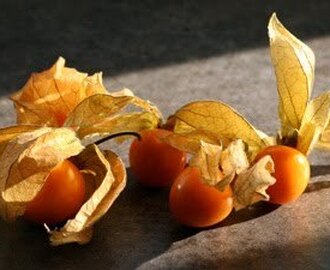 Odla egen physalis!