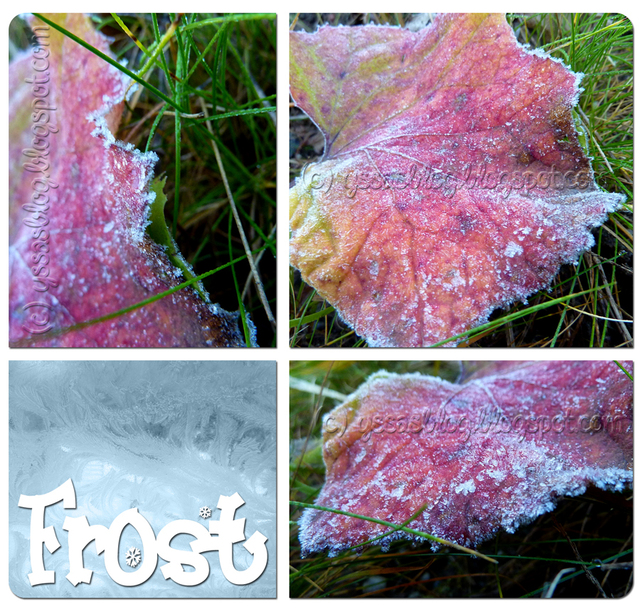 Ordlös Onsdag: Frost