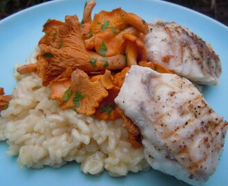 Risotto med kantareller och grillad marulk