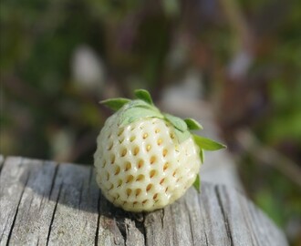 ANANAS JORDGUBBE