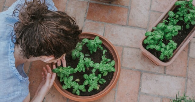 Så planterar du om basilika från mataffären – och får massor!