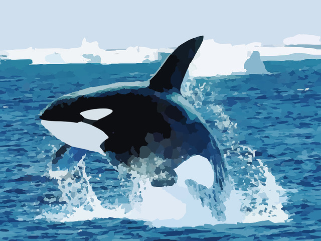 Three important killer whale documentaries