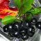 Aronia