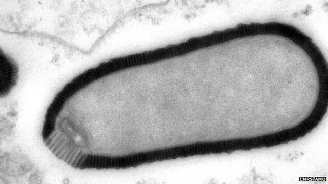 Forskare på Sibirien har hittat ett 30.000 år gammalt "jätte virus".