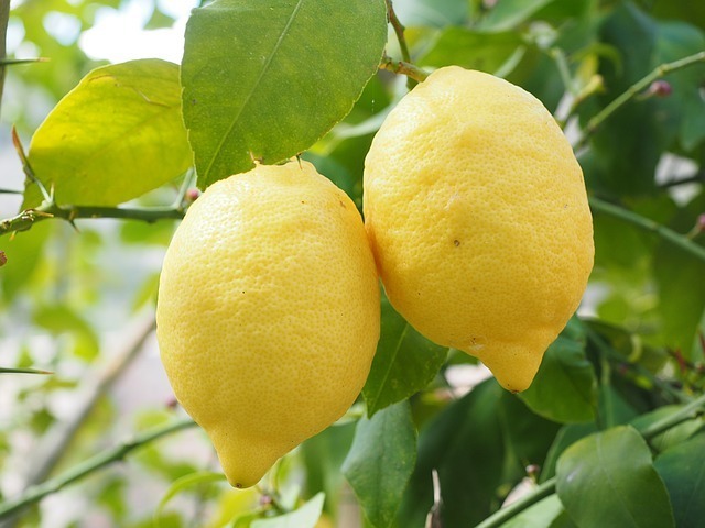 Citrus i maten: kyckling med citron och rosmarin