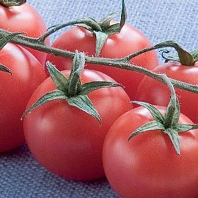 Marinerade soltorkade tomater