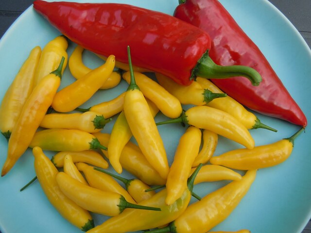 Tips på grönsakssorter att så, del 1 - chili och kronärtskocka