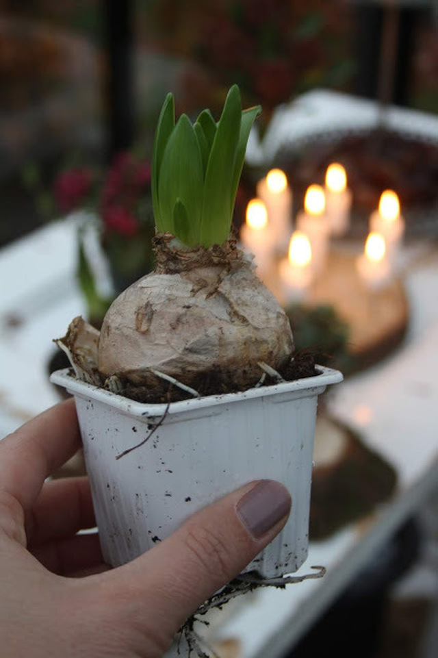 Första hyacinten är införskaffad och pyssel i växthuset.