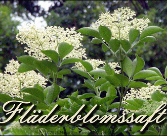 Fläderblomssaft, en läskande törstsläckare