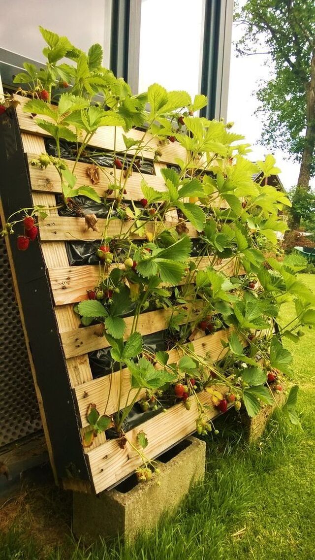 Des fraisiers sans limaces... | Petit potager, Idées jardin, Aménager petit jardin