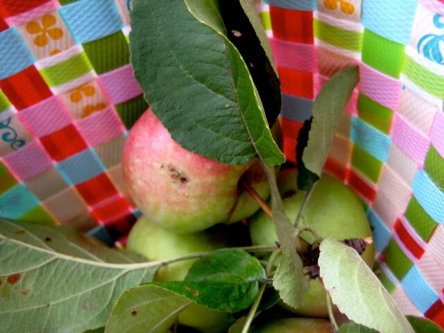 Äpplen och jivamukti