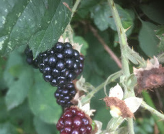 Björnbärsmums (glutenfritt)