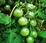 sur syltede grønne tomater