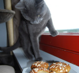 kuohkeat muffinssit