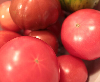 Tomater og salat i december