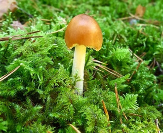 Mushroom Luck (2)