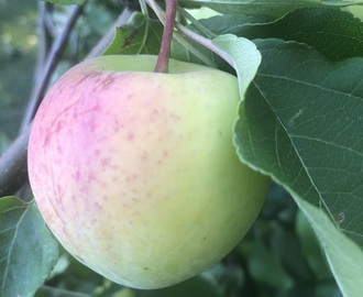 Omenahillo haudutuspadassa