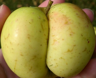 Epleslang og eplekake