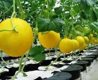 Cara Menyemai Benih Tanaman Melon Dengan Benar