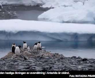 Alarmerande avsmältning i Antarktis eller kanske inte…