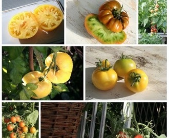 Köksträdgården - Tomatsådd
