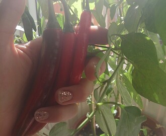Today’s harvest - Red hot chili peppers