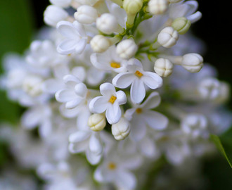 Blomställning (64/365) med vit syren
