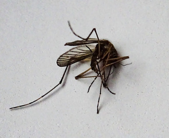 En död mygga är en bra mygga