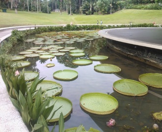 Botanic garden i Singapore